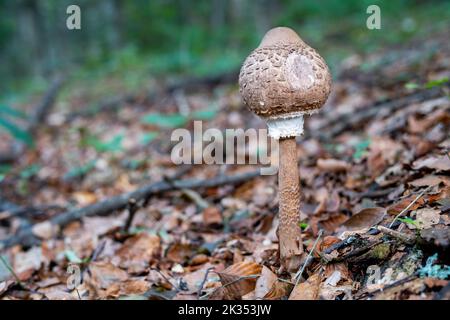 Ein junger runder Sonnenschirmpilz im Wald, umgeben von Blättern Stockfoto