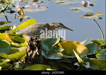 Ein juveniler grüner Reiher zwischen Seerosen. Stockfoto