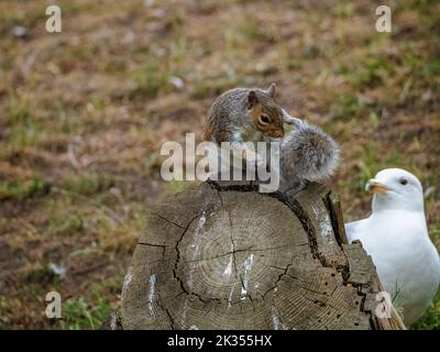 Nahaufnahme eines braunen Eichhörnchens auf einem Holzzweig in der Nähe einer Möwe Stockfoto