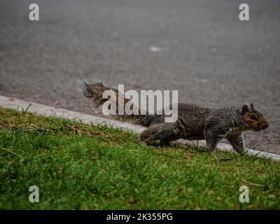 Nahaufnahme eines süßen braunen Eichhörnchens, das auf einem grünen Feld in der Nähe einer Straße herumläuft Stockfoto