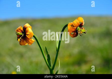 Eine Nahaufnahme eines Paares Tigerlilien inmitten eines grünen Feldes im Sonnenlicht Stockfoto