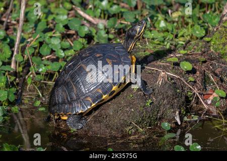 Gelbbauchige Schildkröte, die sich in der Sonne sonnt Stockfoto