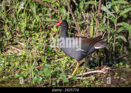 Gewöhnliche Gallinule, früher Moorhen genannt (auch bekannt als Wasserhuhn oder Sumpfhuhn), die in einem Teich spazieren gehen Stockfoto