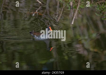 Gallinule, früher Moorhen genannt (auch bekannt als Wasserhuhn oder Sumpfhuhn), schwimmt in einem Teich Stockfoto