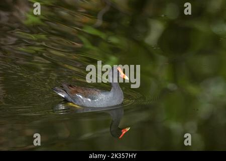 Gallinule, früher Moorhen genannt (auch bekannt als Wasserhuhn oder Sumpfhuhn), schwimmt in einem Teich Stockfoto