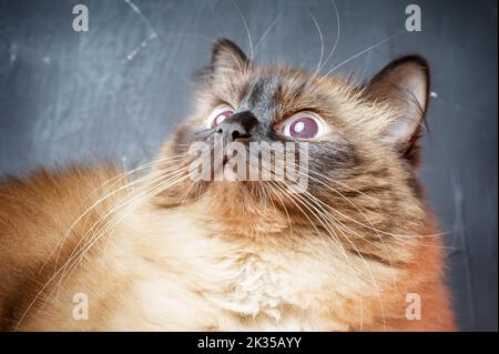 Makrofoto eines Haustiers auf schwarzem Hintergrund. Katze Rasse Neva Maskerade Farbe Farbe Punkt. Stockfoto