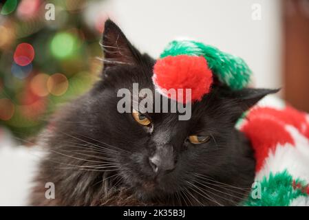 Nahaufnahme eines schwarzen Kätzens, der sich von Weihnachten gelangweilt hat, zu Hause. Konzept: haustiere und Urlaub. Stockfoto