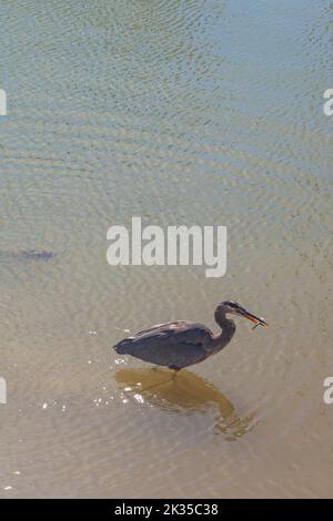 Great Blue Heron mit einem Fisch im Schnabel entlang der Steveston Waterfront in British Columbia, Kanada Stockfoto