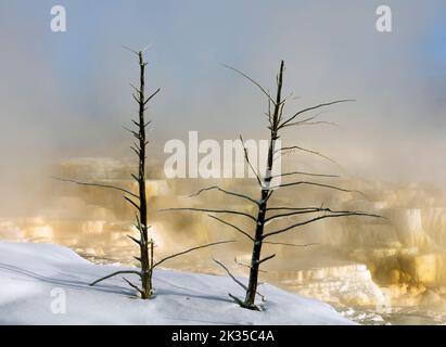 WY05081-00..... WYOMING - Misty Morning auf den Lower Terraces of Mammoth Hot Springs, Yellowstone National Park. Stockfoto