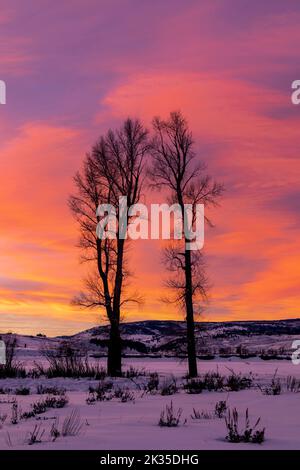 WY05085-00..... WYOMING - Winteruntergang mit Cottonwood-Bäumen im Lamar Valley, Yellowstone National Park. Stockfoto