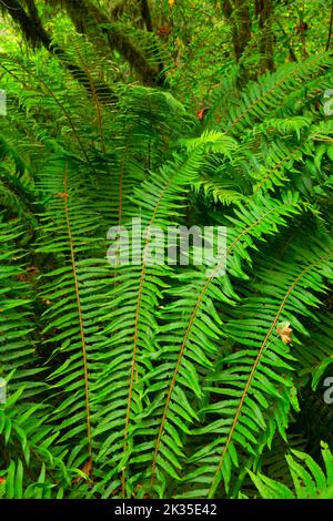 Westlicher Schwertfarn (Polystichum munitum) am Lyre River, Olympic Peninsula Forests (DNR), Straße von Juan de Fuca Scenic Byway, Washington Stockfoto