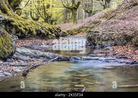 Ein malerischer Blick auf den Fluss des Buchenwaldes von Otzarreta in Spanien mit langer Exposition Stockfoto