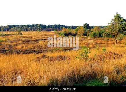 Dersingham Moor, National Nature Reserve, wurde als Standort von besonderem wissenschaftlichen Interesse, SSI, Morast, Heide und Wald, Herbst, Norfolk Stockfoto