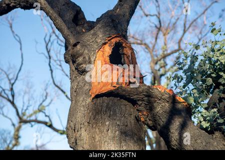 Hohl in einem Baum freigelegt und neue epikormische Triebe auf einem großen gebrochenen Ast eines geschwärzten Baumes nach einem Buschfeuer. Stockfoto