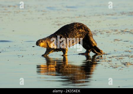 Seeotter (Enhyda lutris) am Kalaloch Beach, Olympic National Park, Washington Stockfoto