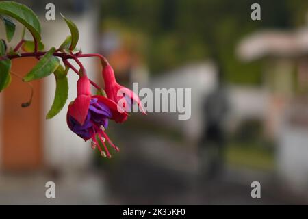 Eine rote und violette Fuchsia-Blume. Stockfoto