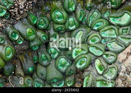 Riesige grüne Anemone (Anthopleura xanthogrammica) am Strand 4 in Kalaloch, Olympic National Park, Washington Stockfoto