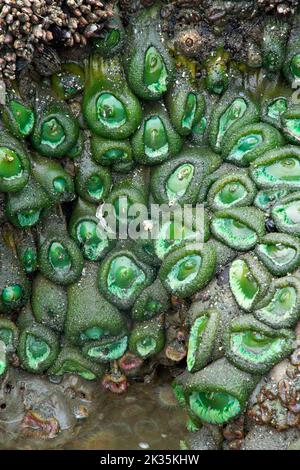 Riesige grüne Anemone (Anthopleura xanthogrammica) am Strand 4 in Kalaloch, Olympic National Park, Washington Stockfoto