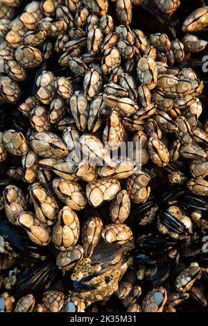 Schwanenhals-Seepocken am Second Beach, Olympic National Park, Washington Stockfoto