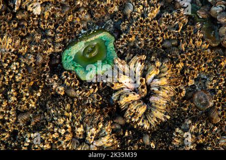 Riesige grüne Anemone (Anthopleura xanthogrammica) mit Eichelnadeln am Second Beach, Olympic National Park, Washington Stockfoto