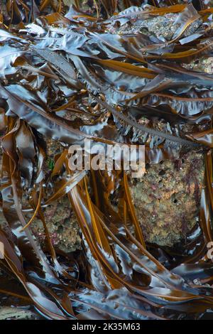 Kelp am Shi Shi Beach, Olympic National Park, Washington Stockfoto