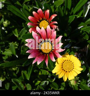 Draufsicht auf eine tiefrosa oder lila Gazania Rigens Blume, über zwei anderen Blüten der gleichen Art und dunkelgrünen Blättern Stockfoto