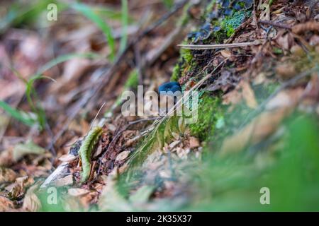 Dunkelvioletter Webkappenpilz (violetter cort) (Cortinarius violaceus) im Wald, umgeben von getrockneten Blättern und Moos Stockfoto