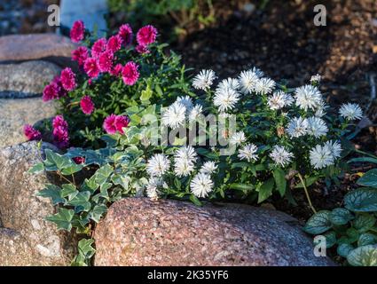 'Victoria' Michaelmas Gänseblümchen, Höstaster (Symphyotrichum novi-belgii) Stockfoto