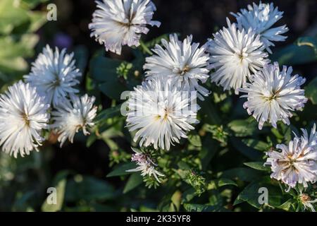 'Victoria' Michaelmas Gänseblümchen, Höstaster (Symphyotrichum novi-belgii) Stockfoto