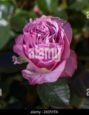 "Walzertakt' Hybrid Tea Rose, Tehybridros (Rosa) Stockfoto