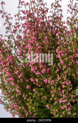 Heidekraut, Ljung (Calluna vulgaris) Stockfoto