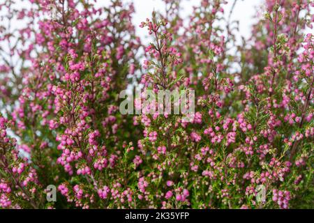 Heidekraut, Ljung (Calluna vulgaris) Stockfoto