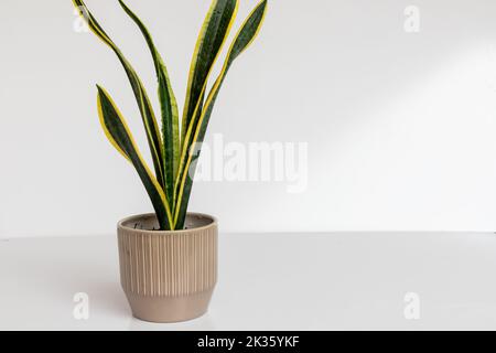 Sansevieria trifasciata Black Gold in einem dekorativen Keramiktopf auf weißem, isoliertem Hintergrund Stockfoto