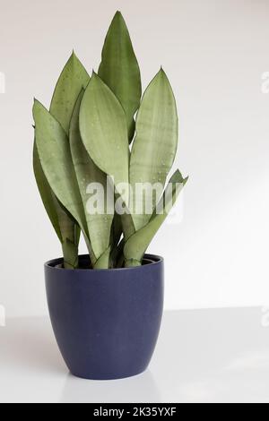 Sansevieria Moonshine Schlangenpflanze auf isoliertem weißem Hintergrund Stockfoto