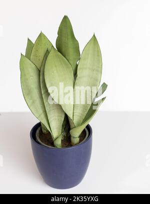 Sansevieria Moonshine Schlangenpflanze aus einem hohen Winkel Stockfoto