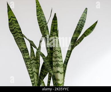 Sansevieria Zeylanica Schlangenpflanze Blätter Nahaufnahme auf isolierten weißen Hintergrund Stockfoto