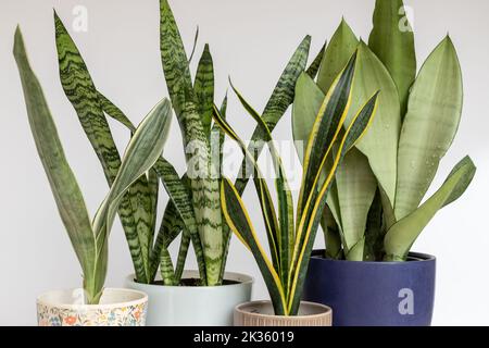 Sanseviera Schlangenpflanzen stellen die Sammlung von Zimmerpflanzen auf einen weißen, isolierten Hintergrund Stockfoto