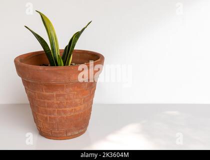 Sansevieria goldene Staubschlange Pflanze in einem Tontopf auf isoliertem weißem Hintergrund Stockfoto