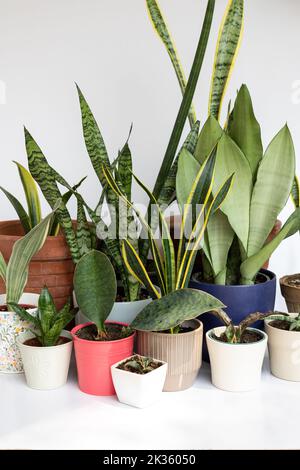 Verschiedene Arten von Schlangenpflanzen in schönen dekorativen Töpfen auf isoliertem weißem Hintergrund Stockfoto