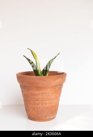 Sansevieria trifasciata Gold Hahnii Schlangenpflanze auf isoliertem weißem Hintergrund Stockfoto