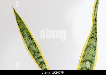 Sansevieria trifasciata Laurentii Schlangenpflanze Blätter Nahaufnahme Stockfoto