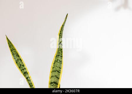 Sansevieria trifasciata Laurentii Schlangenpflanze Blätter auf isoliertem weißen Hintergrund Stockfoto