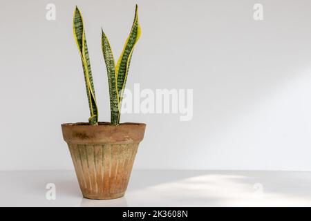 Dracaena trifasciata oder die Zunge der Schwiegermutter Pflanze in einem Tontopf auf einem weißen isolierten Hintergrund Stockfoto