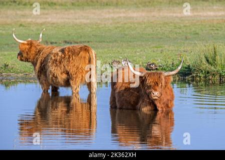 Zwei Highland Kühe, schottische Rasse von rustikalen Rindern watend in flachen Wasser des Teiches Stockfoto