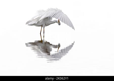 Großreiher / Reiher (Ardea alba / Egretta alba), die Federn im seichten Wasser des Teiches aufweiden Stockfoto