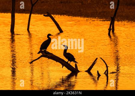 Zwei große Kormorane (Phalacrocorax carbo), die auf einem toten Baumstamm in einem bei Sonnenuntergang umrahmten See thront, Marquenterre Park, Bay of the Somme, Frankreich Stockfoto