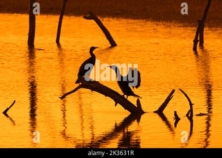 Zwei große Kormorane, die auf einem toten Baumstamm in einem See thront und Flügel zum Trocknen von Silhouetten bei Sonnenuntergang ausdehnt, Marquenterre Park, Bay of the Somme, Frankreich Stockfoto