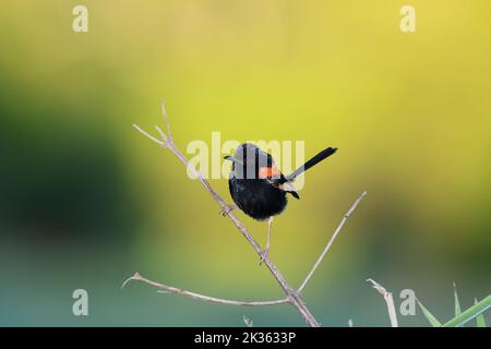 Ein australischer Rotrückenzahn-Malurus melanocephalus-Vogel, der auf einem Zweig thront und sein Gebiet in einem wunderschönen, weichen Morgenlicht vermessen hat Stockfoto