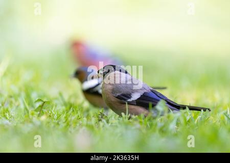 Weibliche Eurasische Bullfink [ Pyrrhula pyrrhula ] füttert auf Gartenrasen mit anderen Vögeln im Hintergrund Stockfoto