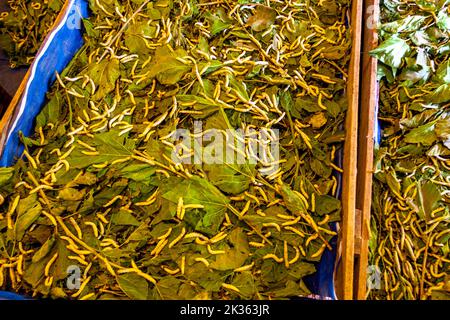 Seidenraupen in der Seidenraupenfabrik in Siem Reap fressen Maulbeerblätter, die in der Fabrikfarm angebaut werden. Stockfoto